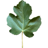 Leaf of Bass Favorite Fig Tree