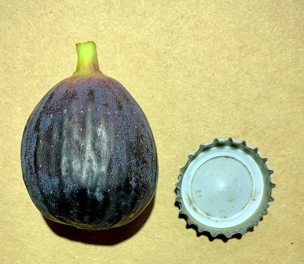 Bass Favorite Fig