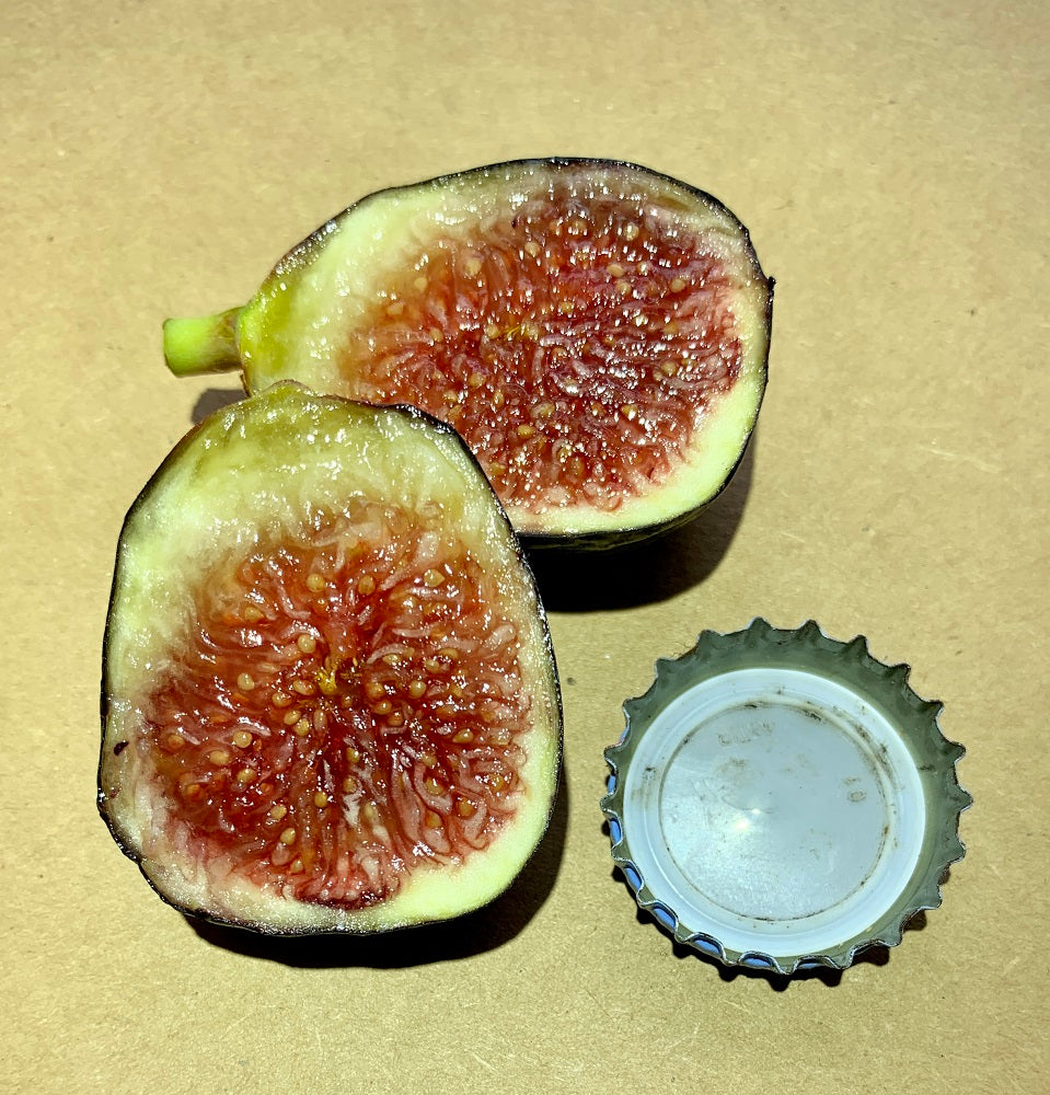 Bass Favorite Fig Fruit