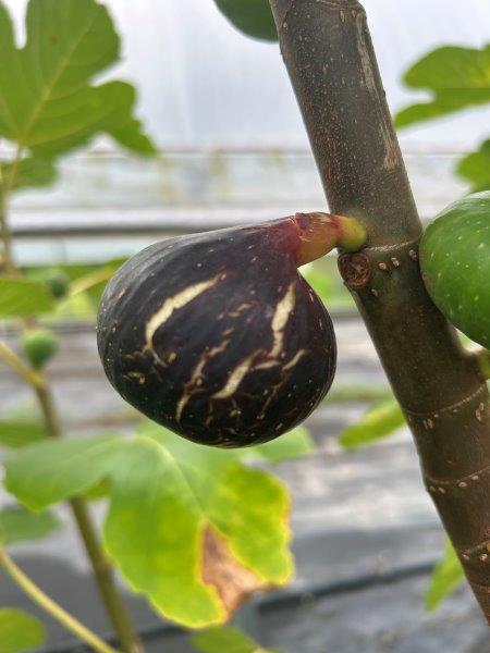 Bass Favorite Fig on Tree