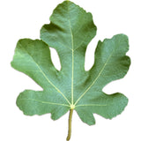 Leaf of Bec de Perdiu Fig Tree