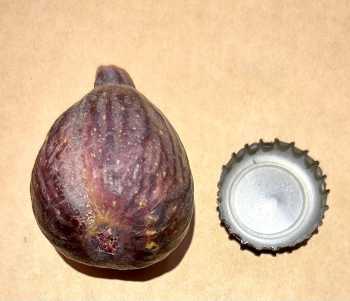 Bec de Perdiu Fig