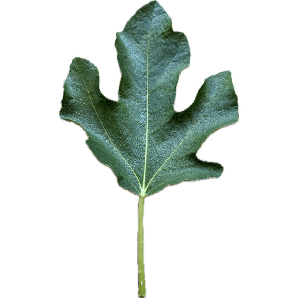 Leaf of Beltrana Fig Tree