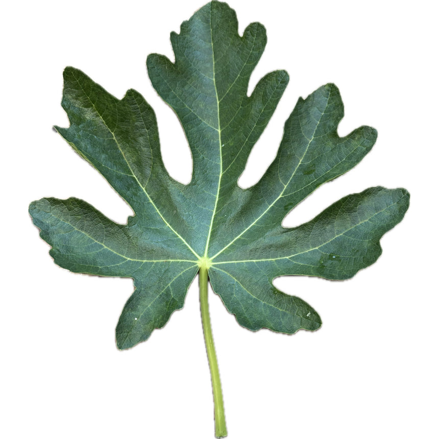 Leaf of Belvedere BVR Fig Tree