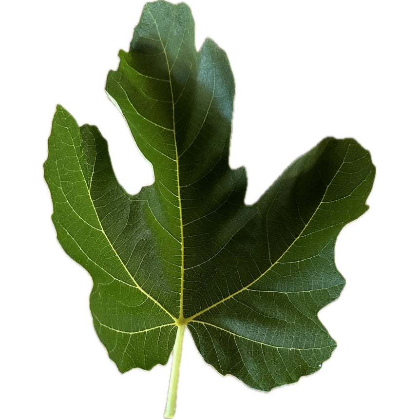 Leaf of Berbera Branca Fig Tree