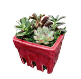 Berry Basket Succulent Garden