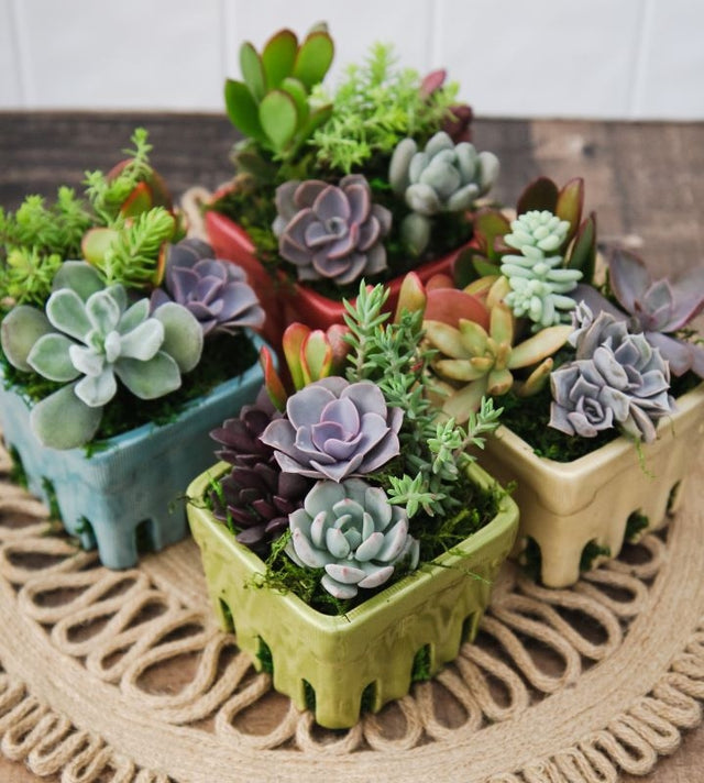 Berry Basket Succulent Garden