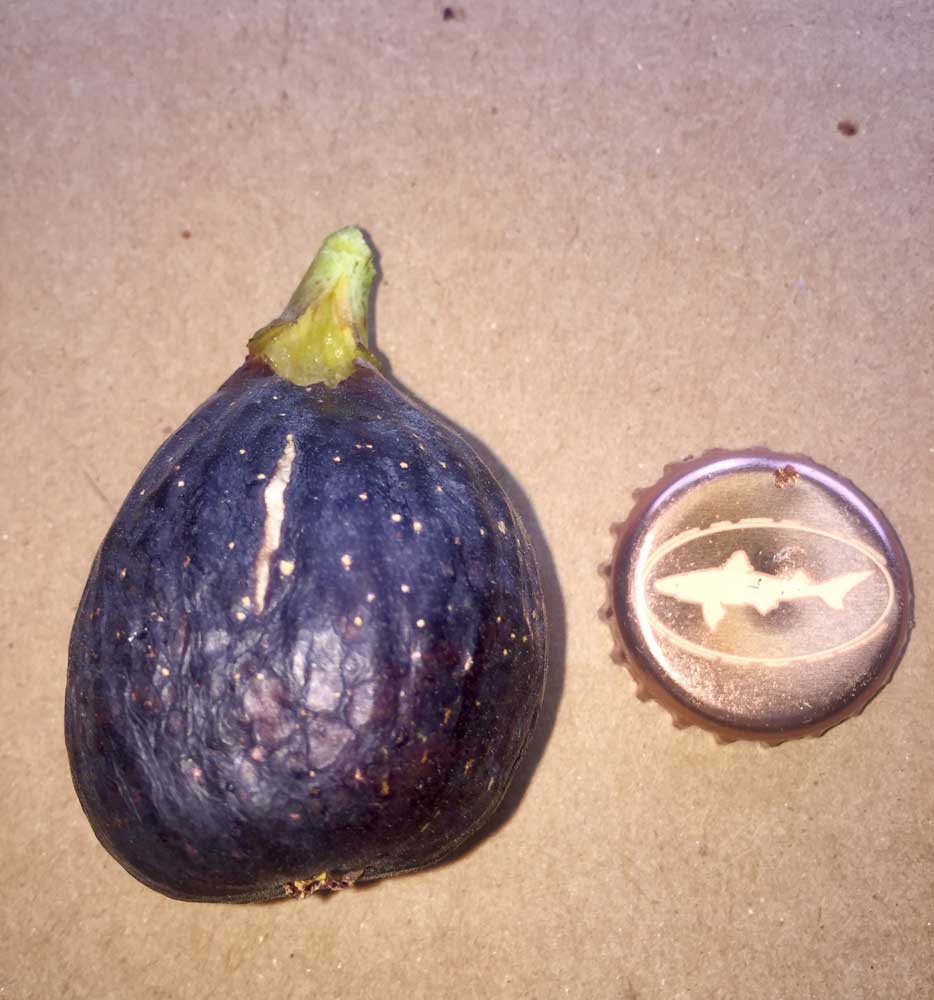 Black Ischia AD fig fruit