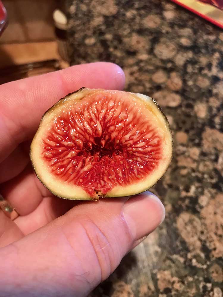 Black Madeira Fig Fruit