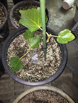 Black Madeira Fig Tree