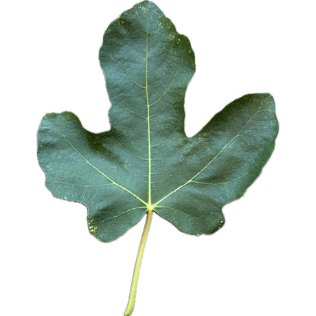 Leaf of Black Algiers Fig Tree