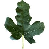 Leaf of Black Bethlehem Fig Tree