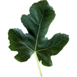 Leaf of Black Celeste Fig Tree