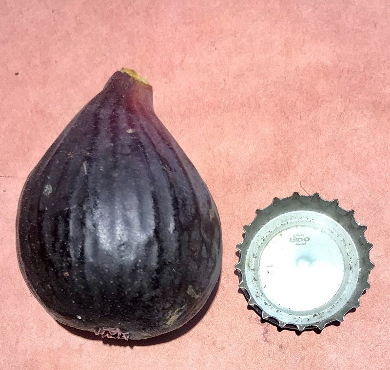 Black Ischia Ad Fig