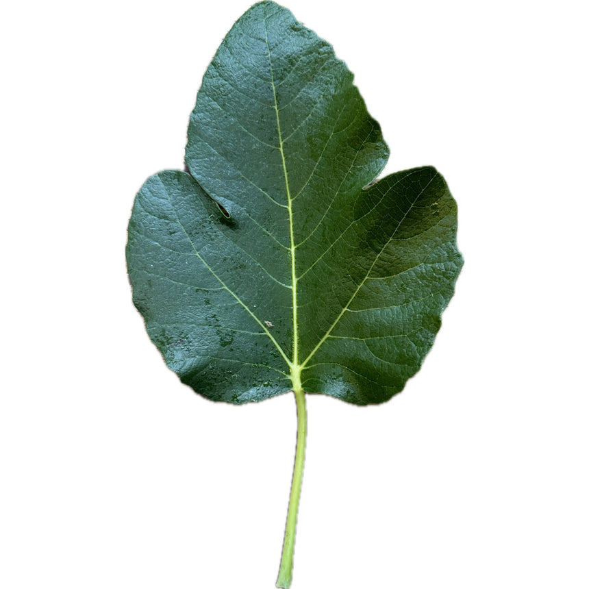 Leaf of Black Madeira Fig Tree