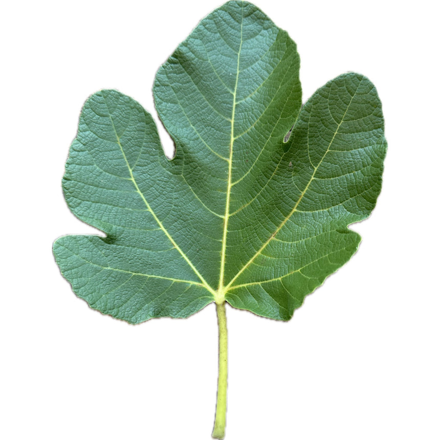 Leaf of Black Madeira KK Fig Tree