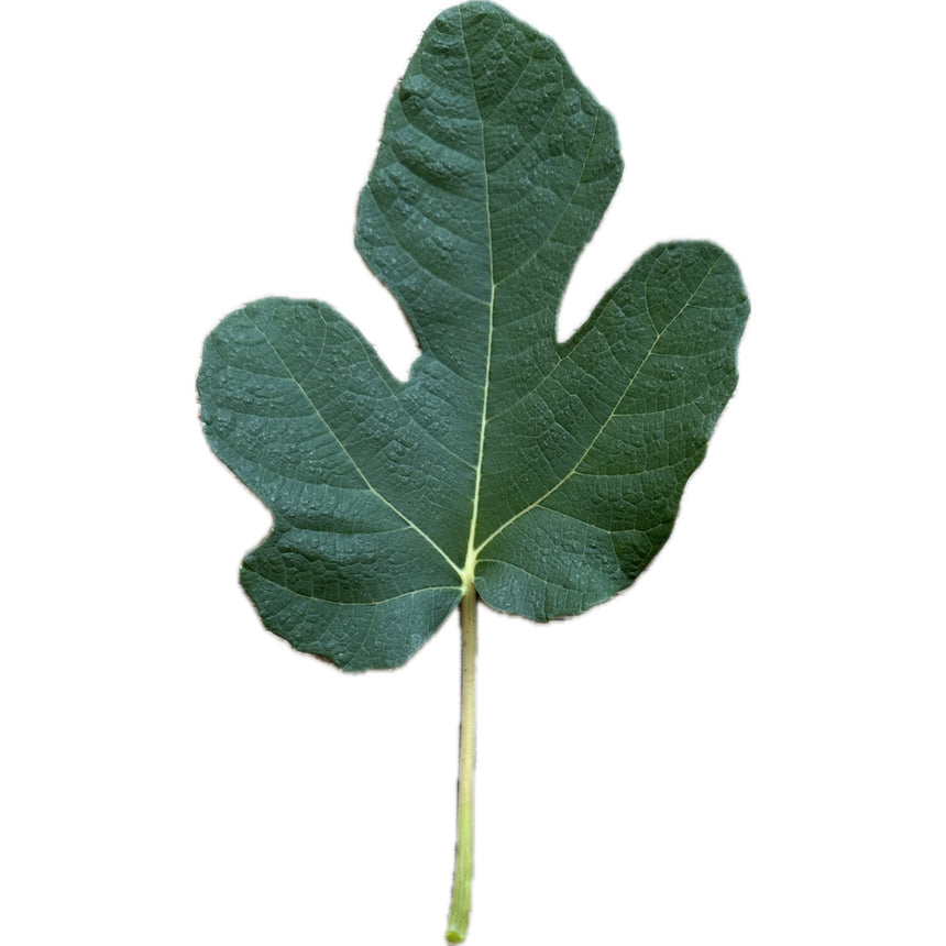 Leaf of Black Manzanita Fig Tree