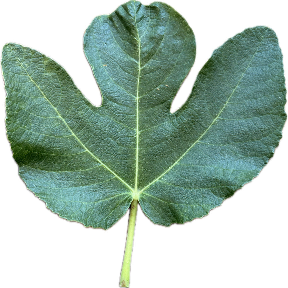 Leaf of Black Tuscan Fig Tree