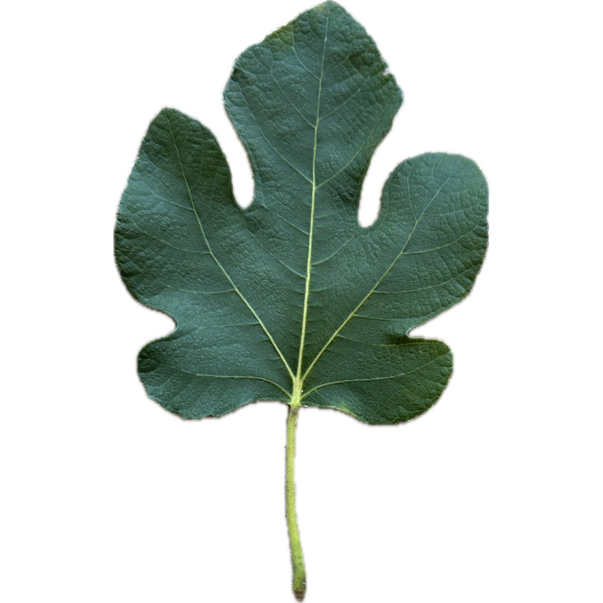 Leaf of Black Zadar Fig Tree