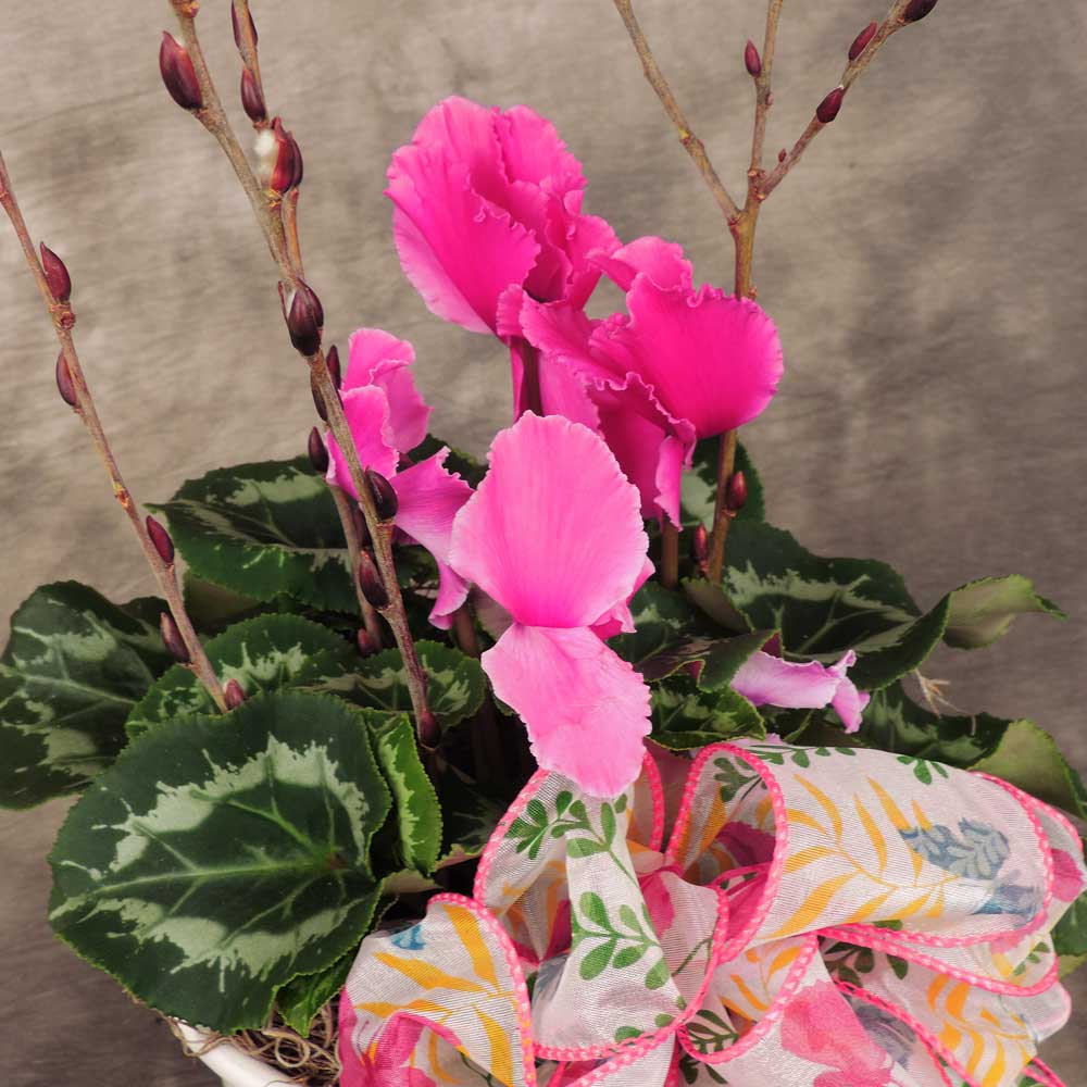 Blooming cyclamen close up