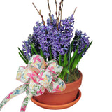 Blue hyacinths in pot with bow