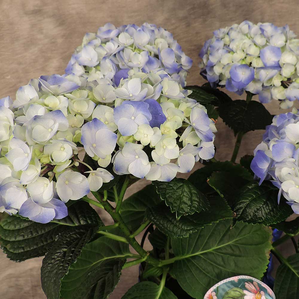 Closeup of blue hydrangea bloom