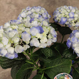 Closeup of blue hydrangea bloom