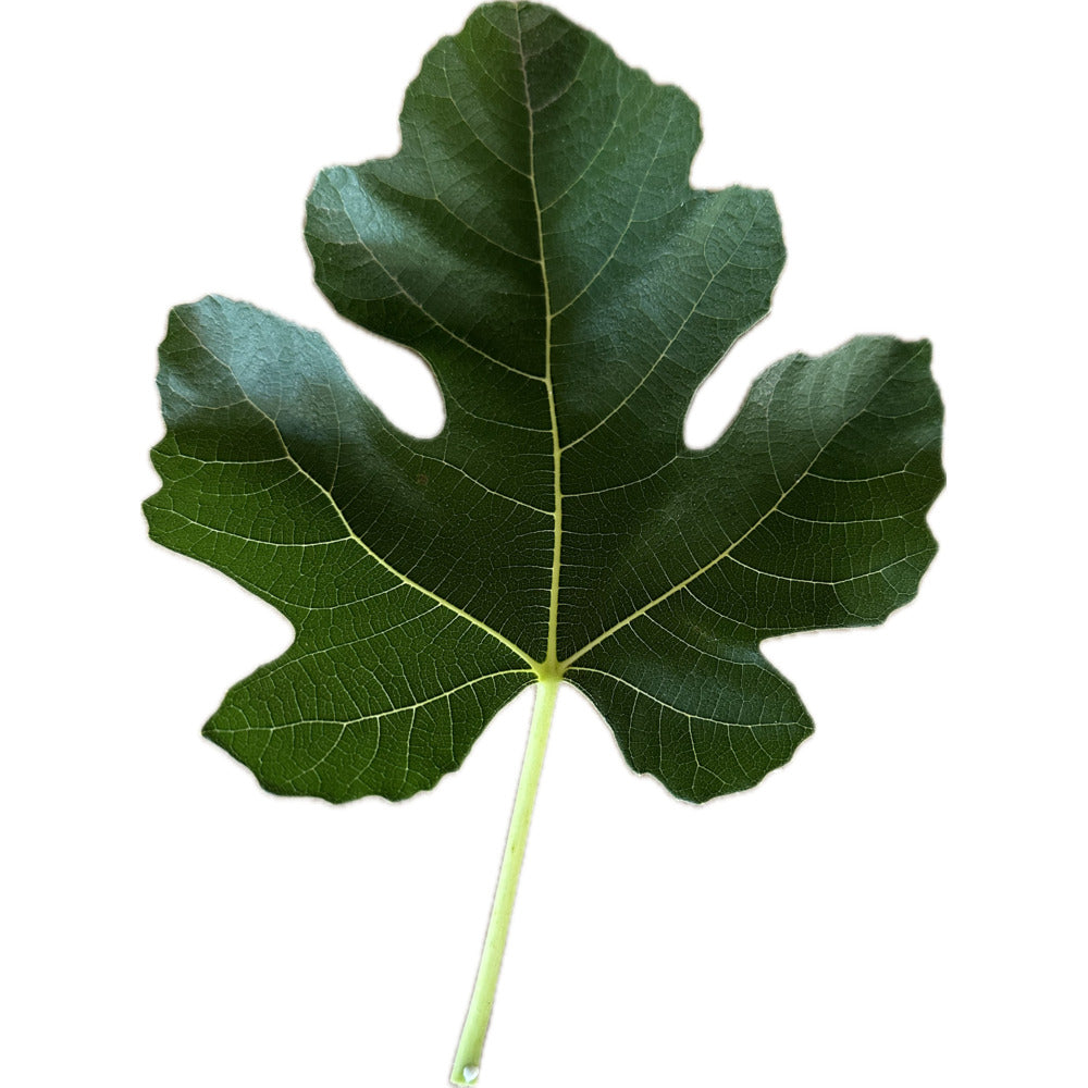 Leaf of Blue Celeste Fig Tree