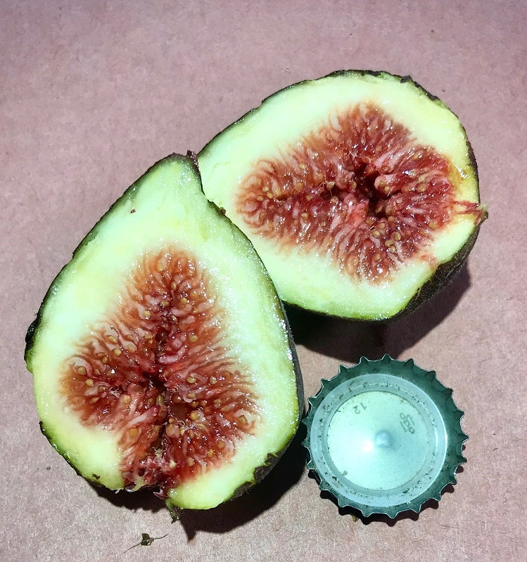 Boulevard Unknown Fig Cross Section