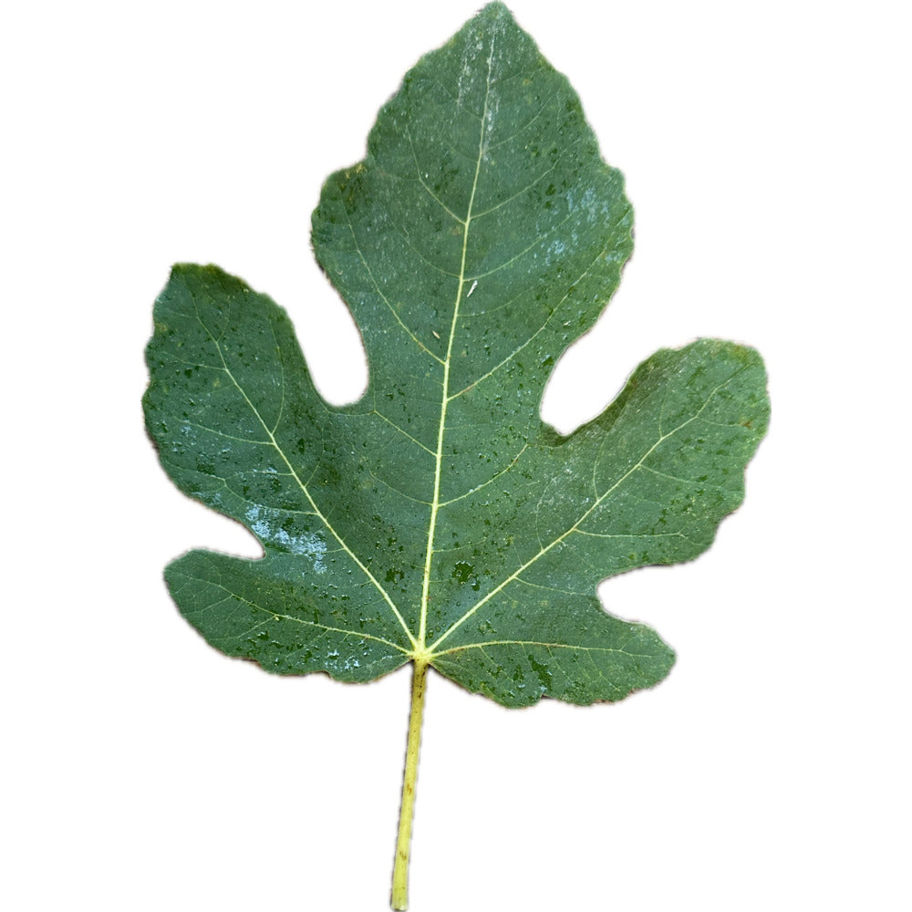 Leaf of Borda Barraquer Fig Tree