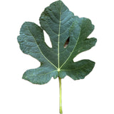 Leaf of Bordissot Blanca Negra Fig Tree