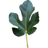 Leaf of Bordissot Rosa Fig Tree