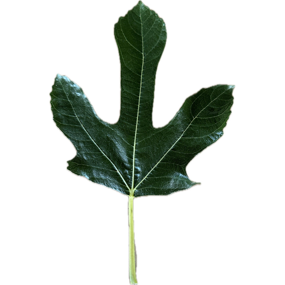 Leaf of Boscorosso Fig Tree