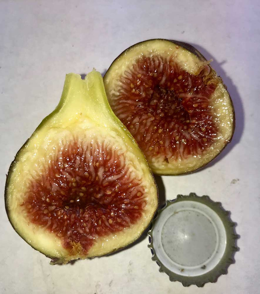 Bourjasotte Grise Fig cut in half