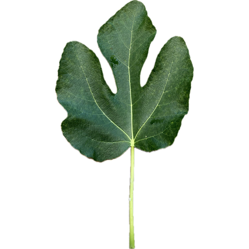 Leaf of Bourjasotte Grise Fig Tree