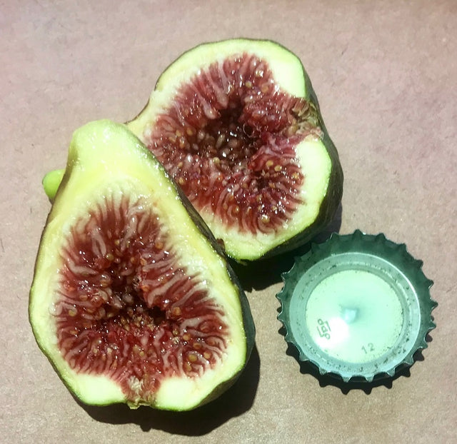 Bourjasotte Grise Fig Cross Section