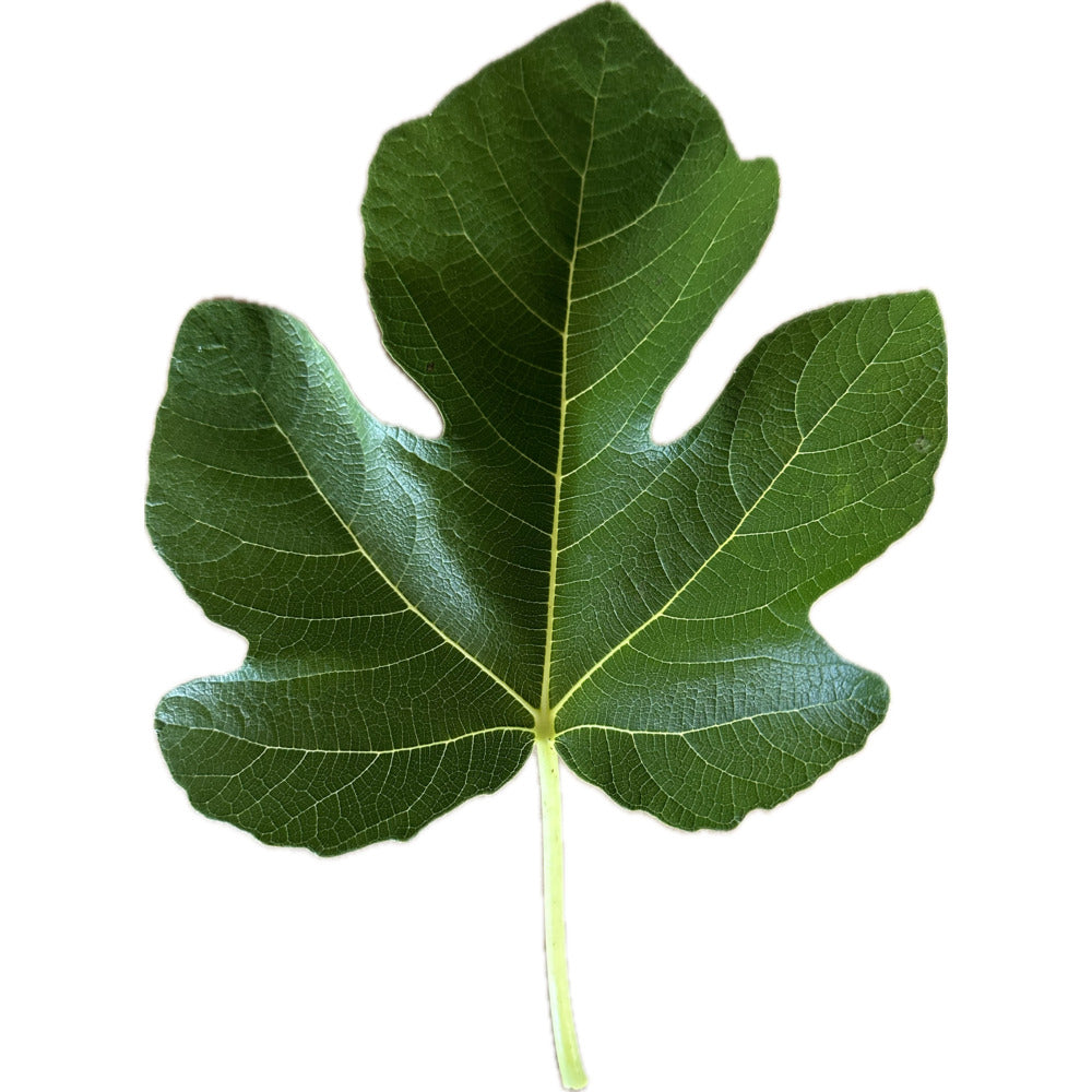 Leaf of Brocalet Fig Tree