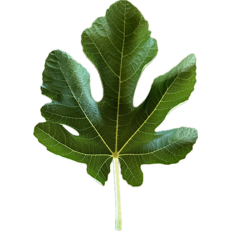 Leaf of Brogiotto Nero Fig Tree