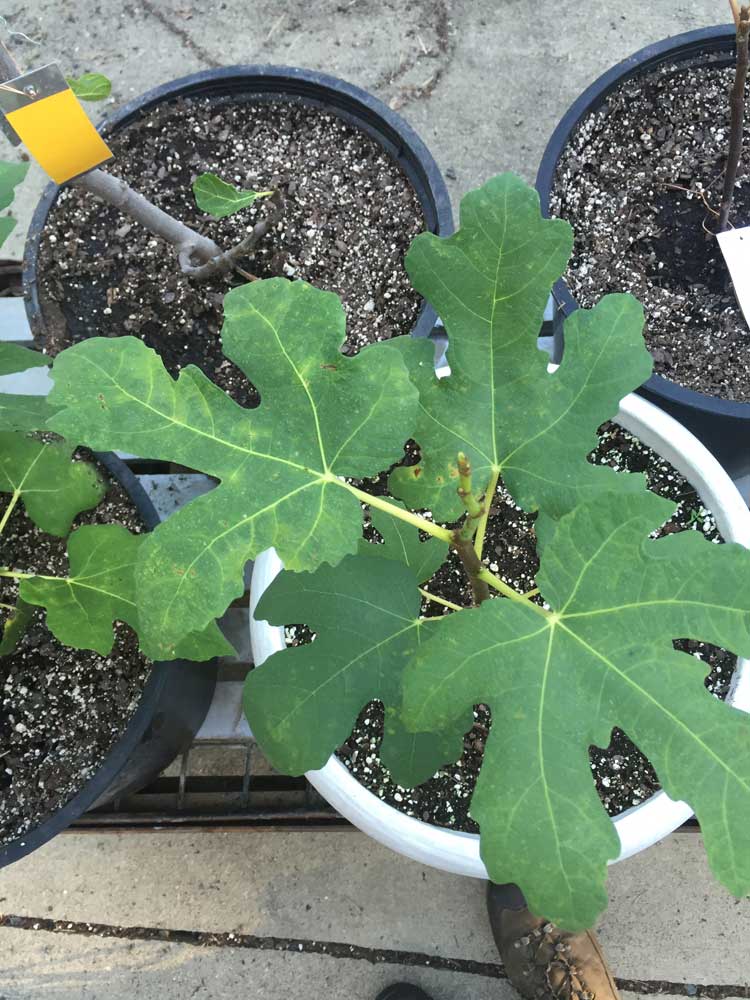 Brooklyn White Fig tree