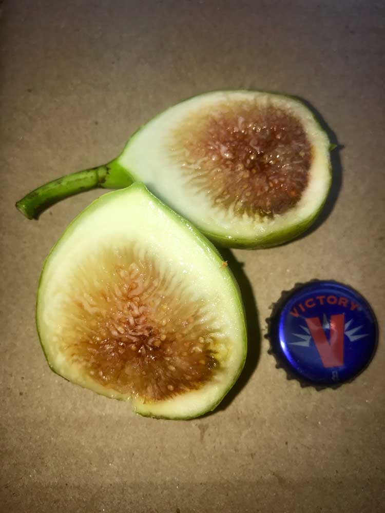 Brooklyn White Fig split