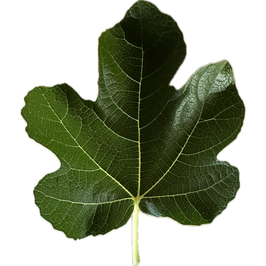 Leaf of Brooklyn Dark Fig Tree