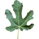 Leaf of Brooklyn White Fig Tree