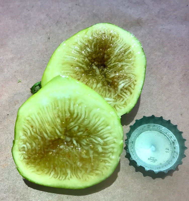 Brooklyn White Fig Cross Section