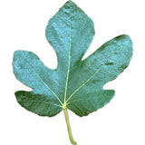 Leaf of Burgan Unknown Fig Tree