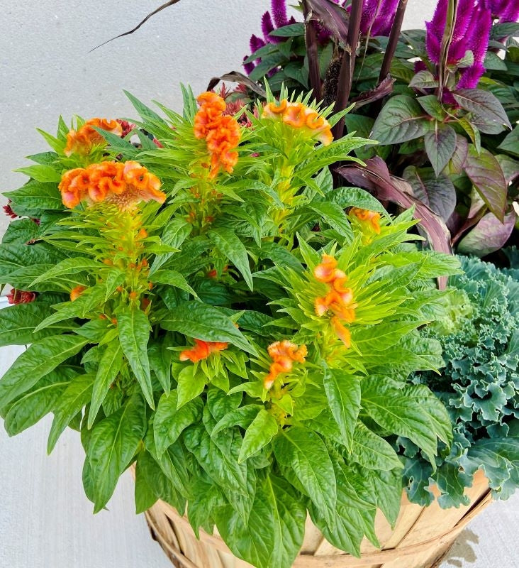 Rustic Autumn Bushel Basket Plant