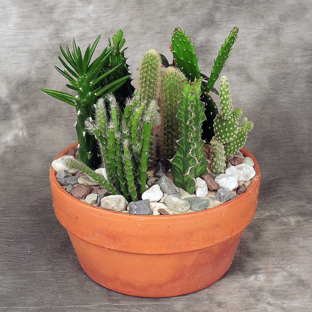 Cactus Garden Planter Large