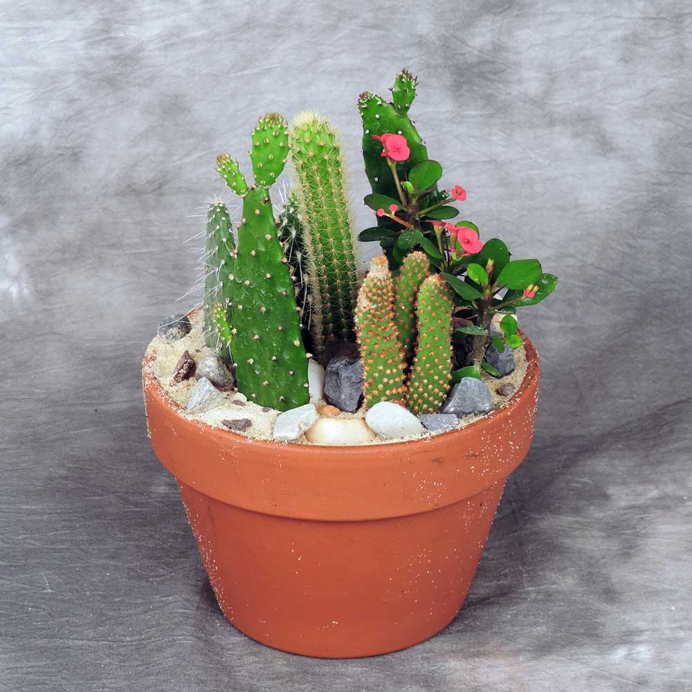 Cactus Garden Planter Deluxe