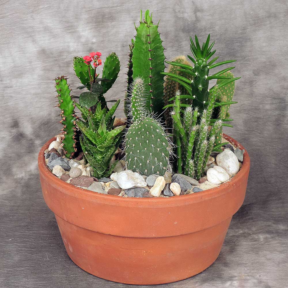 Cactus Garden Planter premium