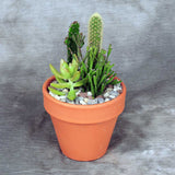 Cactus Garden Planter Small