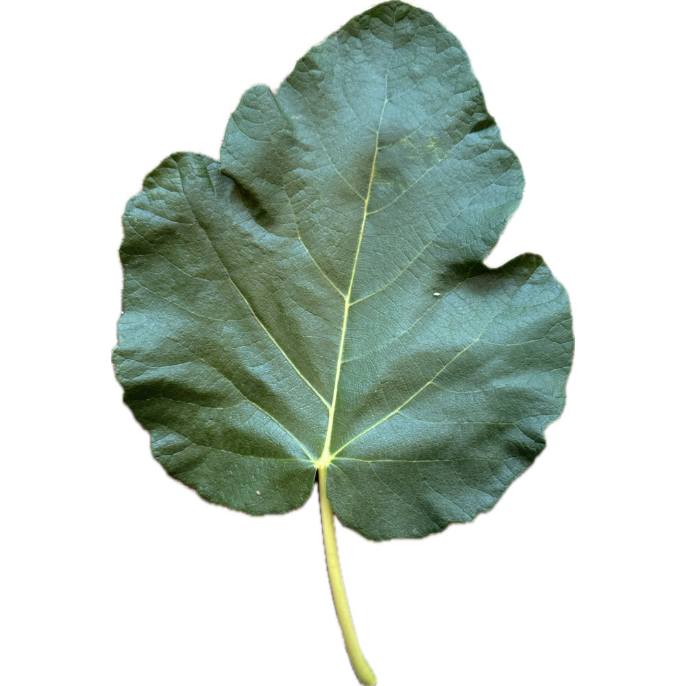 Leaf of Calderona Fig Tree